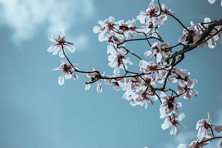 low angle photography of white cherry blossoms thumbnail