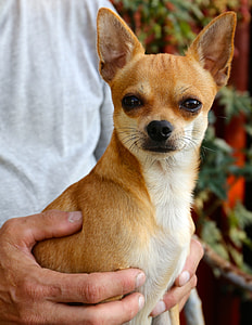 person holding adult smooth tan Chihuahua thumbnail