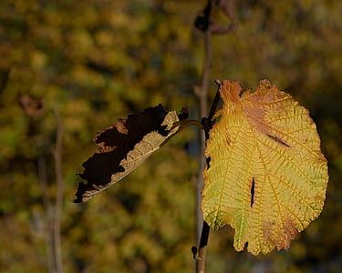 macro photography of yellow leaf thumbnail