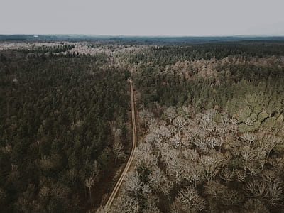 aerial photo of roadway between trees thumbnail