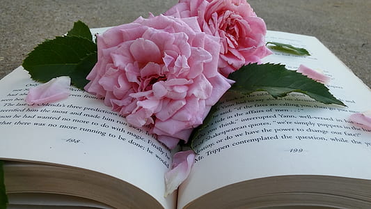 pink roses in an open book thumbnail
