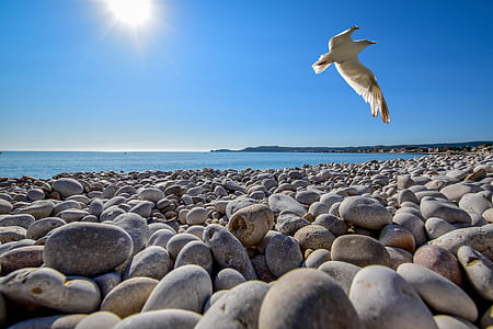 Seagull Soaring on Top of Pebble Field at Beach thumbnail