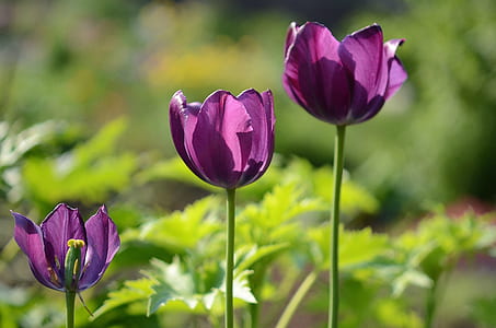 closeup photography of purple tulip flowers thumbnail