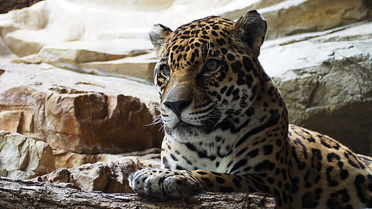 leopard on rock thumbnail