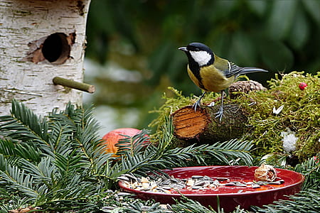 shallow focus photography of green and black bird resting on wood thumbnail