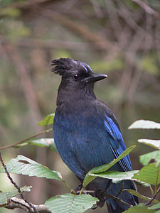 selective focus photo of blue and black bird on green leafed plant thumbnail
