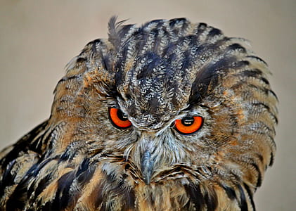shallow focus photography of owl during daytime thumbnail