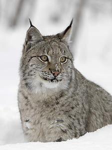gray Lynx standing on snow covered ground thumbnail