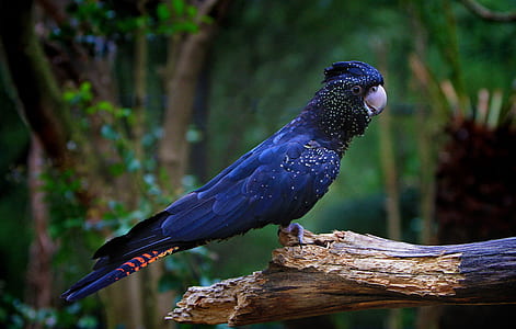 blue parrot on tree branch thumbnail