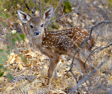 brown doe during daytime thumbnail