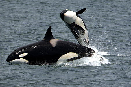 orca jumping out of water across another orca during daytime thumbnail