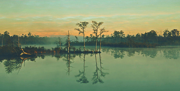 four green trees during dawn thumbnail