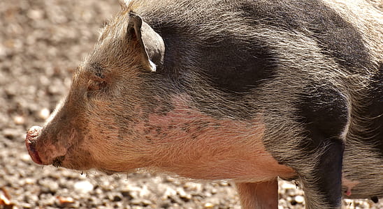 brown and black pig thumbnail