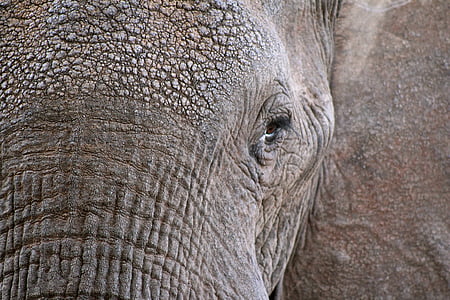 closeup photo of elephant left eyes thumbnail