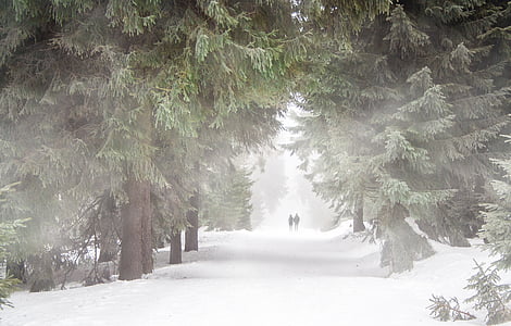 photography of green pine tree and white snow thumbnail