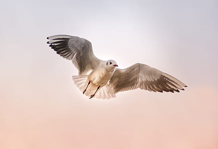 white and black seagull in flight thumbnail