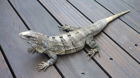 gray lizard on brown planks thumbnail