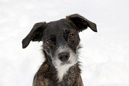 short-coat black and white puppy thumbnail