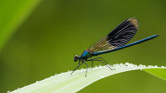 Macro Photography of Beautiful Blue Demoiselle Perching on Leaf thumbnail
