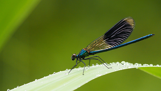 blue damselfly perching on green leaf thumbnail