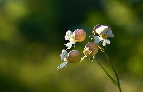 white petaled flowers thumbnail