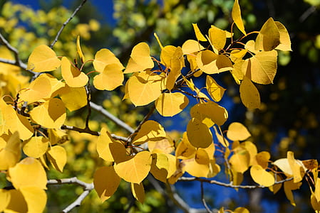 yellow leaves thumbnail
