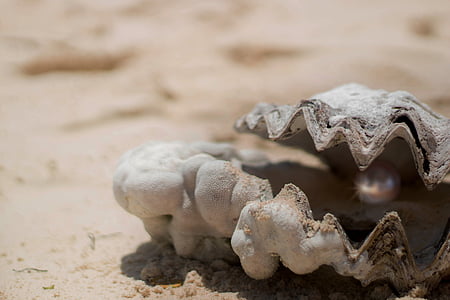 shallow focus photography of gray clam shell with pearl thumbnail