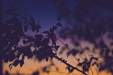 silhouette photo of tree leaves thumbnail