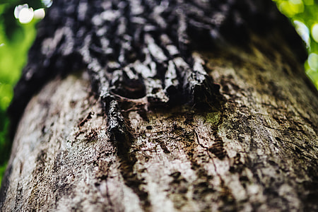 A walk through the forest moze thumbnail