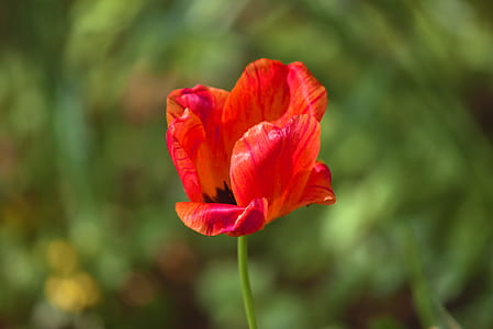 macro shot photo of red flower thumbnail