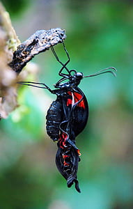 brown and red butterfly on black tree leaf thumbnail