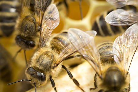 swarm of honeybees thumbnail