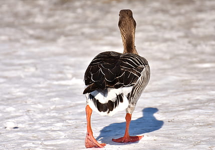 closeup photography of duck thumbnail