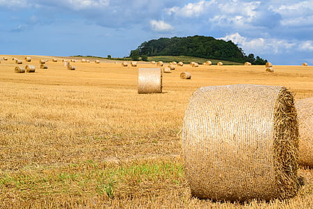 brown hay rolls on grass field thumbnail