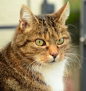 selective focus photography of brown tabby cat thumbnail