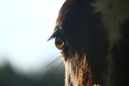 horse's brown eyes thumbnail