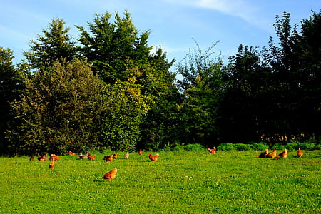 flock of brown hen on grass field thumbnail