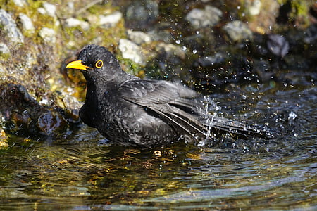 black bird on body of water thumbnail