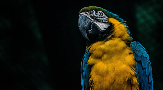closeup photo of blue macaw thumbnail