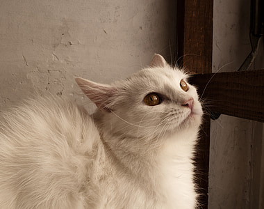 long-fur white cat standing beside brown wooden wall thumbnail