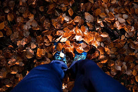 Person on Orange Leaves Surface thumbnail
