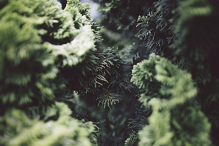 tilt-shift lens photography of green trees thumbnail
