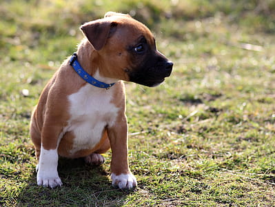 white and tan puppy sitting on green grass field thumbnail