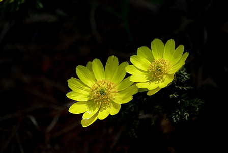 two yellow flowers thumbnail
