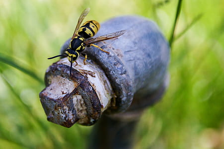 selective focus of yellow jacket perched on water pipe thumbnail
