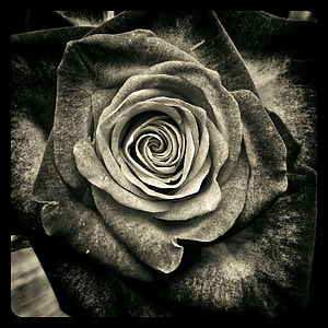 rose illustration thumbnail