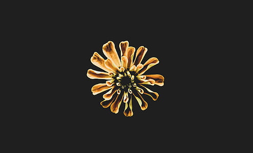 blooming yellow flower thumbnail