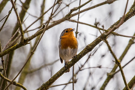 orange and gray bird thumbnail