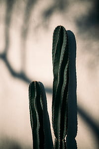 view of green cactus near wall thumbnail