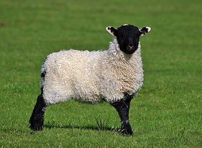 black and white sheep on grass at daytime thumbnail